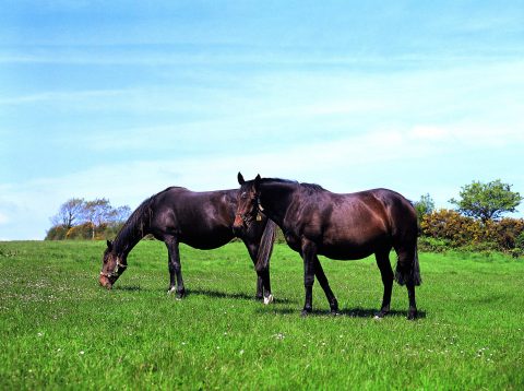 Métiers du cheval