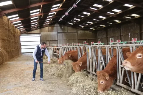 Bovin viande