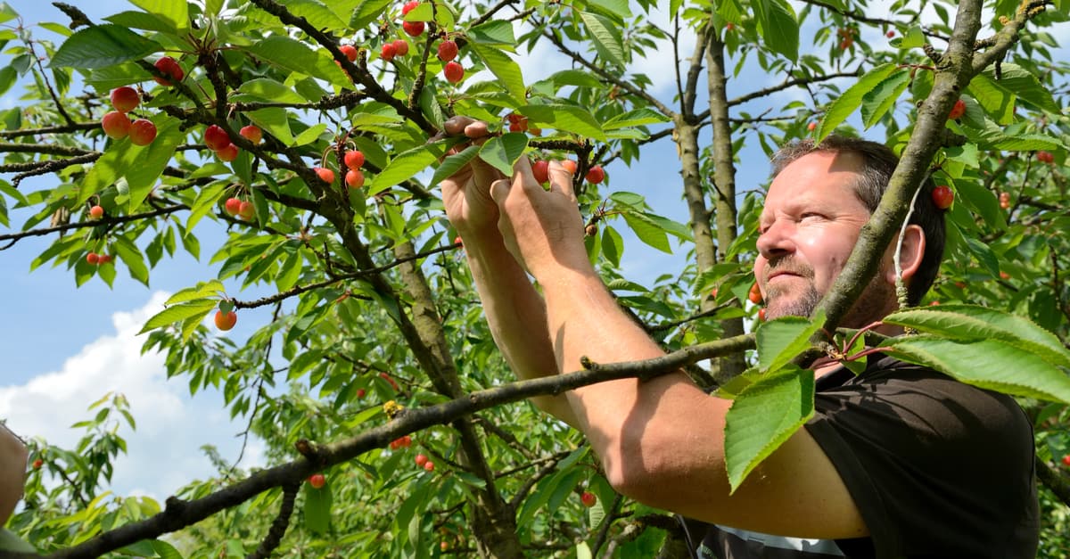 arboriculteur